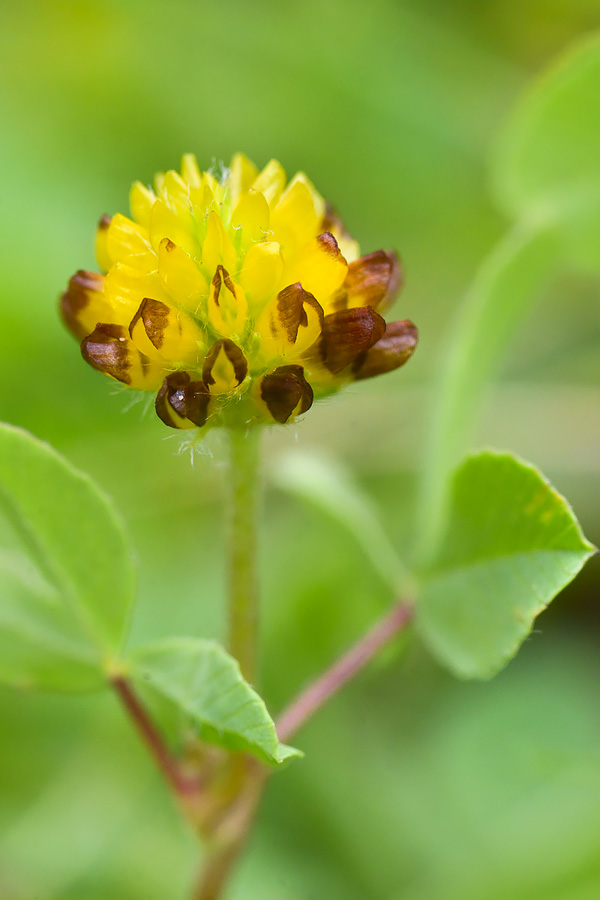 Image of Trifolium spadiceum specimen.