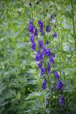 Aconitum × stoerkianum. Часть побега с соцветием. Кировская обл., г. Киров, Ботанический сад Вятского государственного университета, в культуре. 07.07.2018.