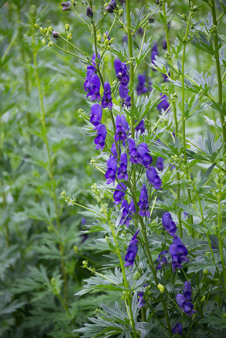 Image of Aconitum × stoerkianum specimen.