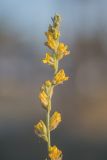 Anthyllis cytisoides