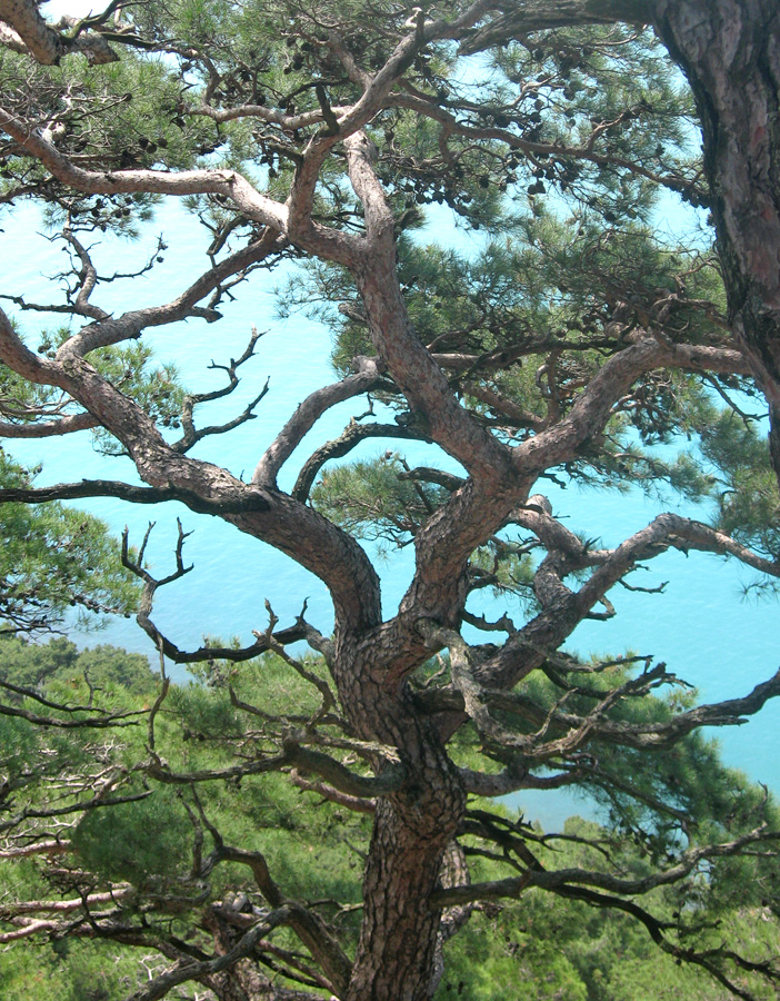 Image of Pinus pityusa specimen.