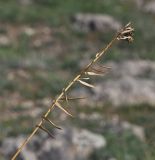 genus Euphorbia. Прошлогодний сухой побег. Турция, ил Карс, окр. храма Мрен, открытое каменистое пространство. 18.04.2019.