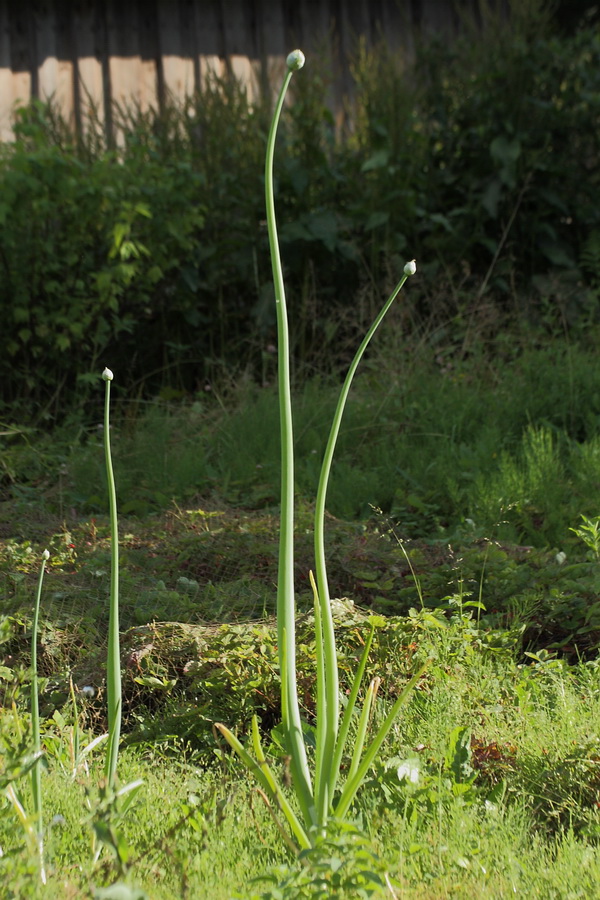 Image of Allium cepa specimen.