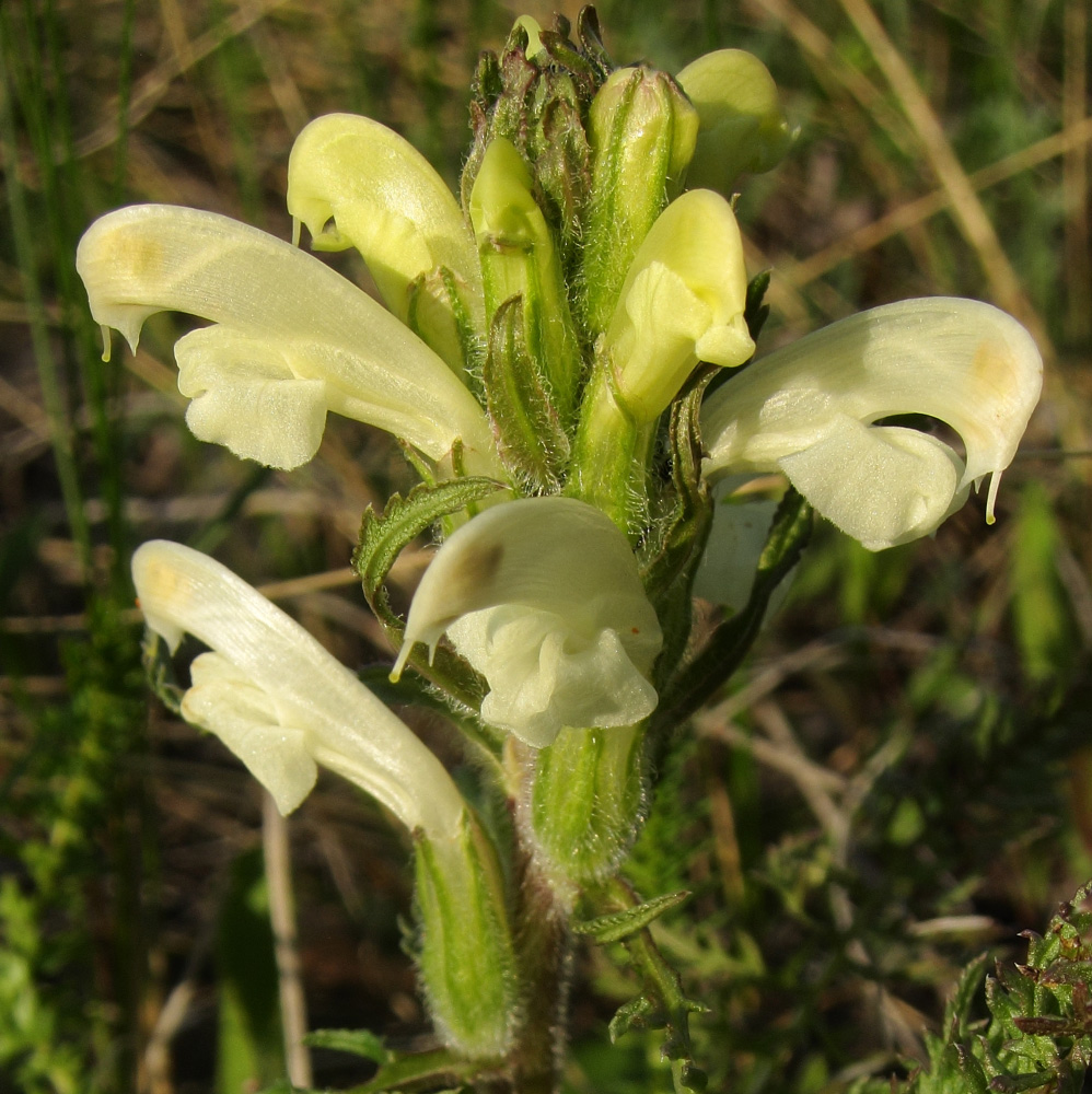 Изображение особи Pedicularis kaufmannii.