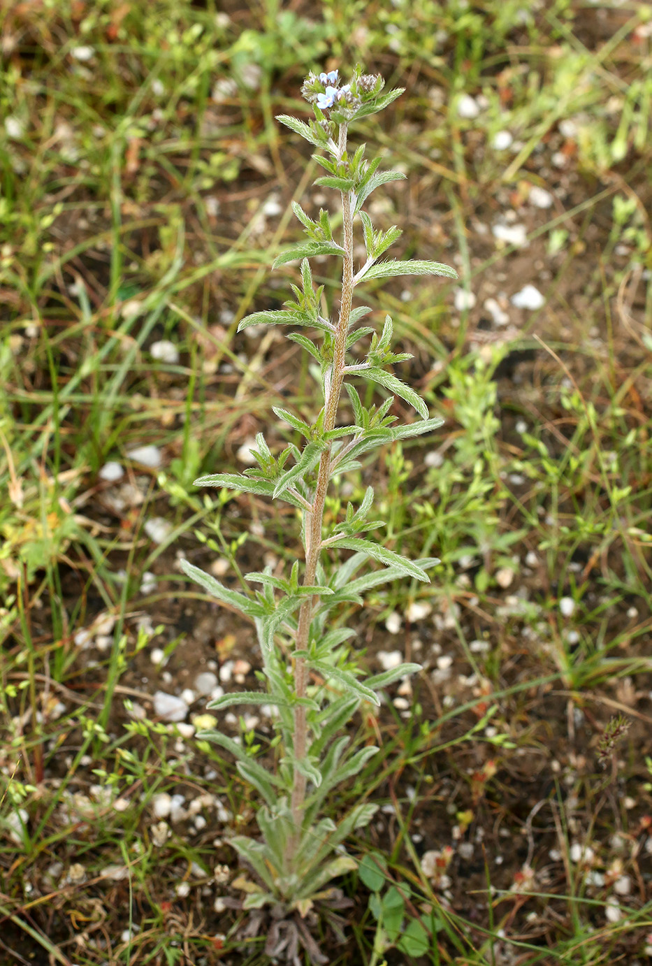 Image of Lappula microcarpa specimen.