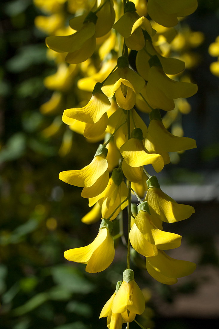 Изображение особи Laburnum anagyroides.