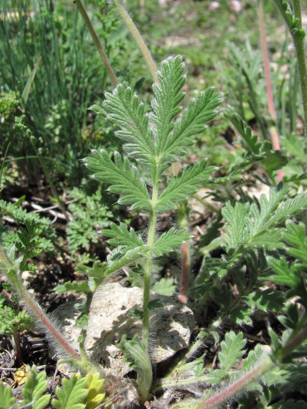 Image of Potentilla agrimonioides specimen.