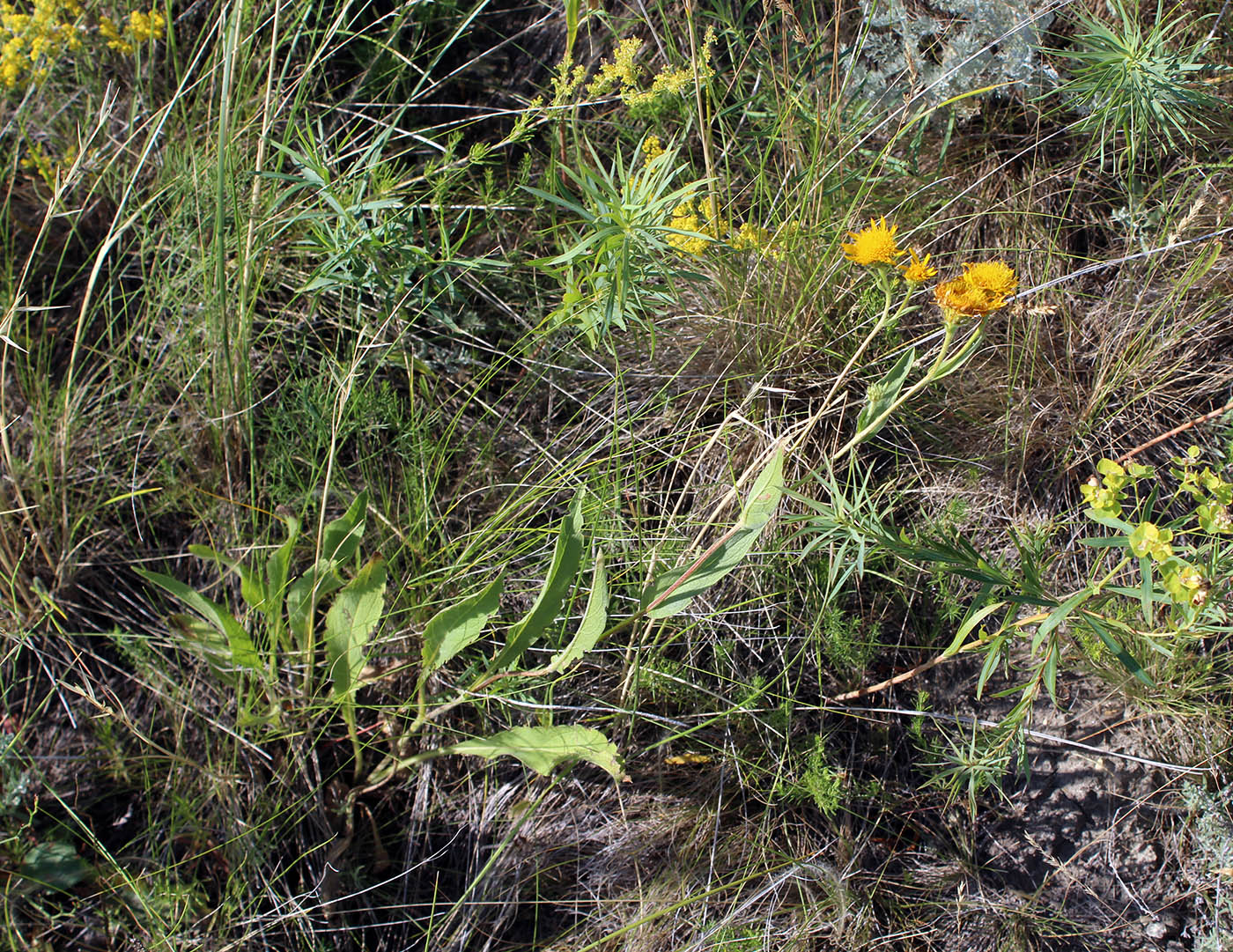 Image of Inula oculus-christi specimen.