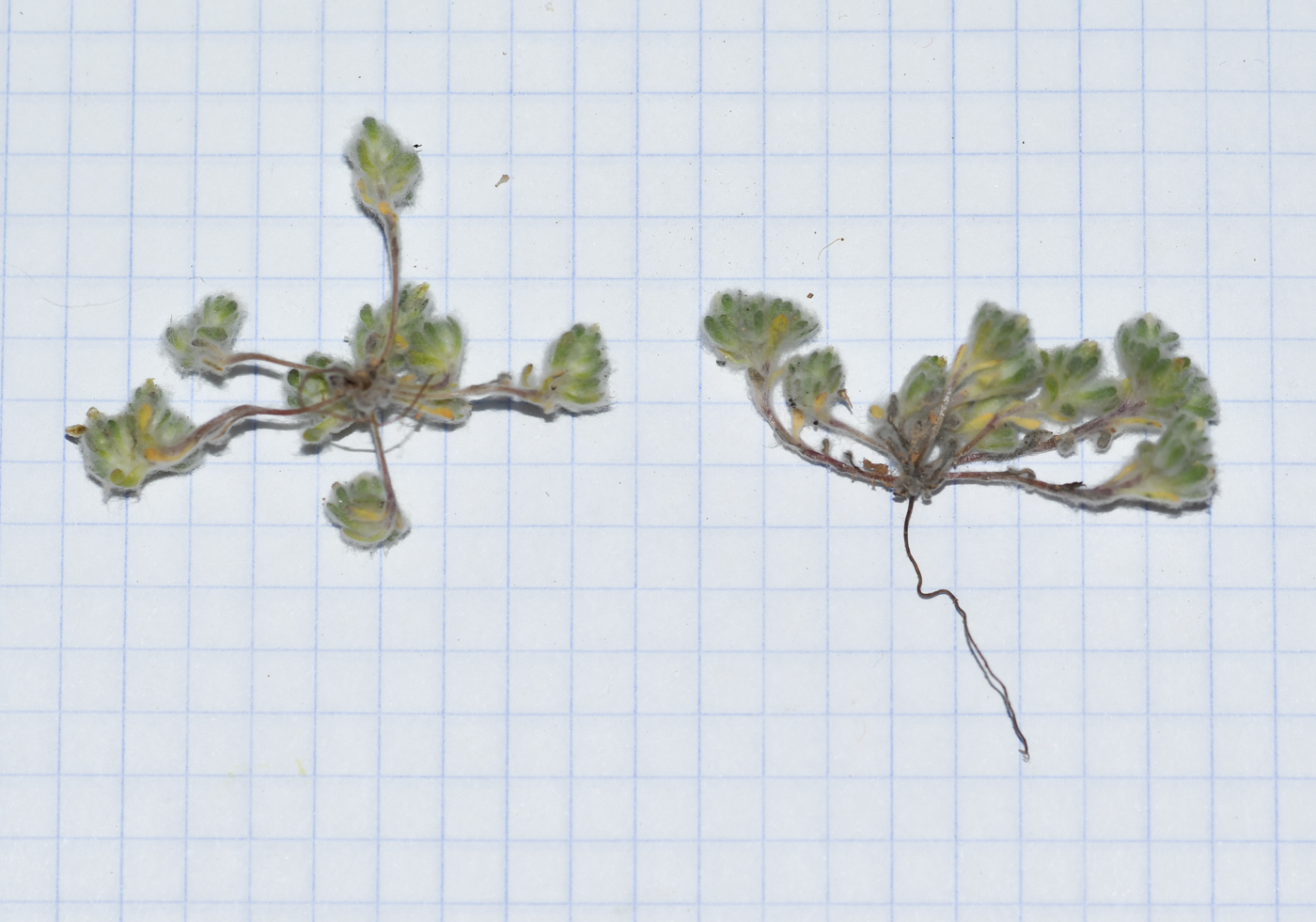Image of Lasiopogon muscoides specimen.