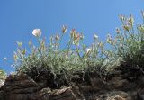 Convolvulus ruprechtii