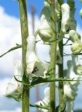 Aconitum leucostomum