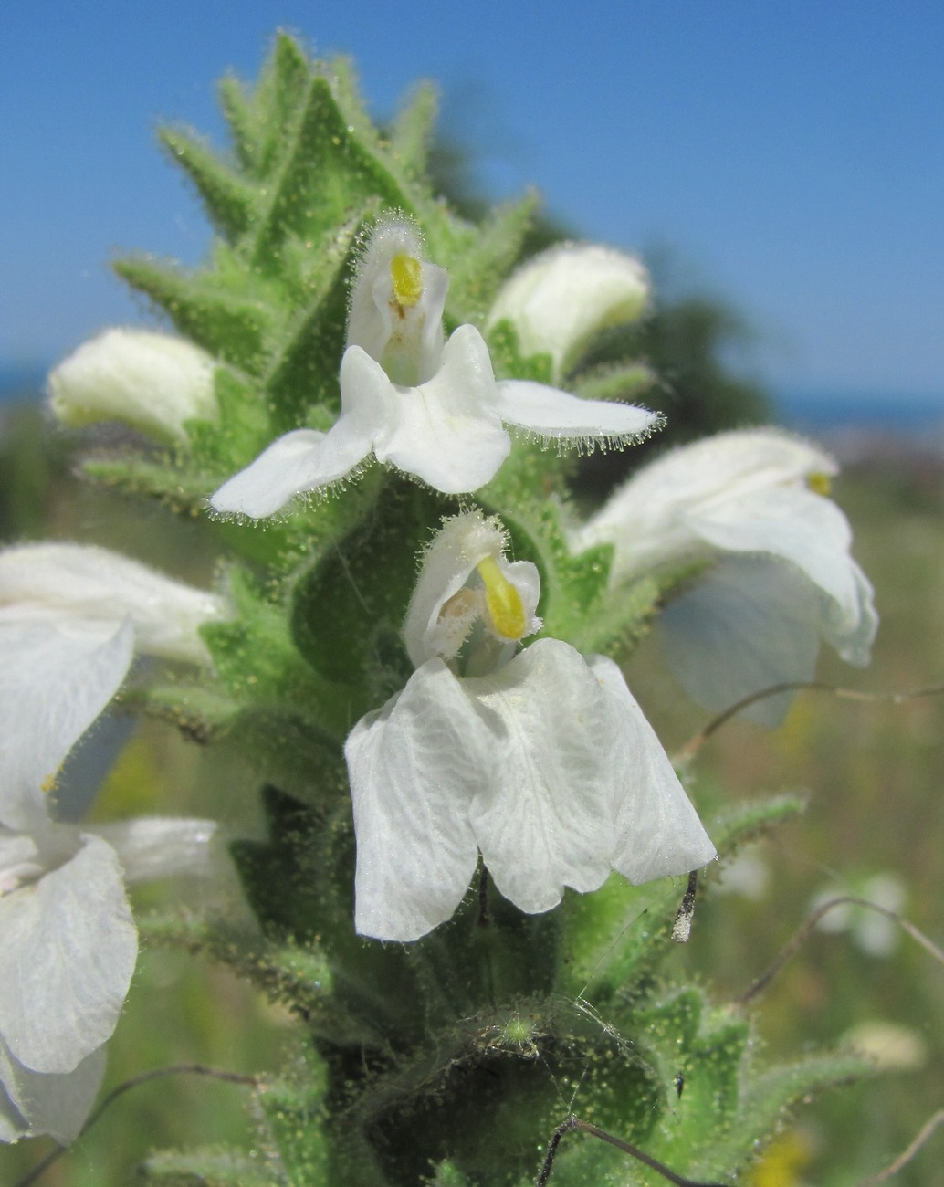 Image of Bellardia trixago specimen.