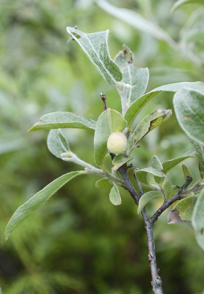 Image of Salix glauca specimen.