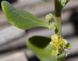 Tetragonia decumbens