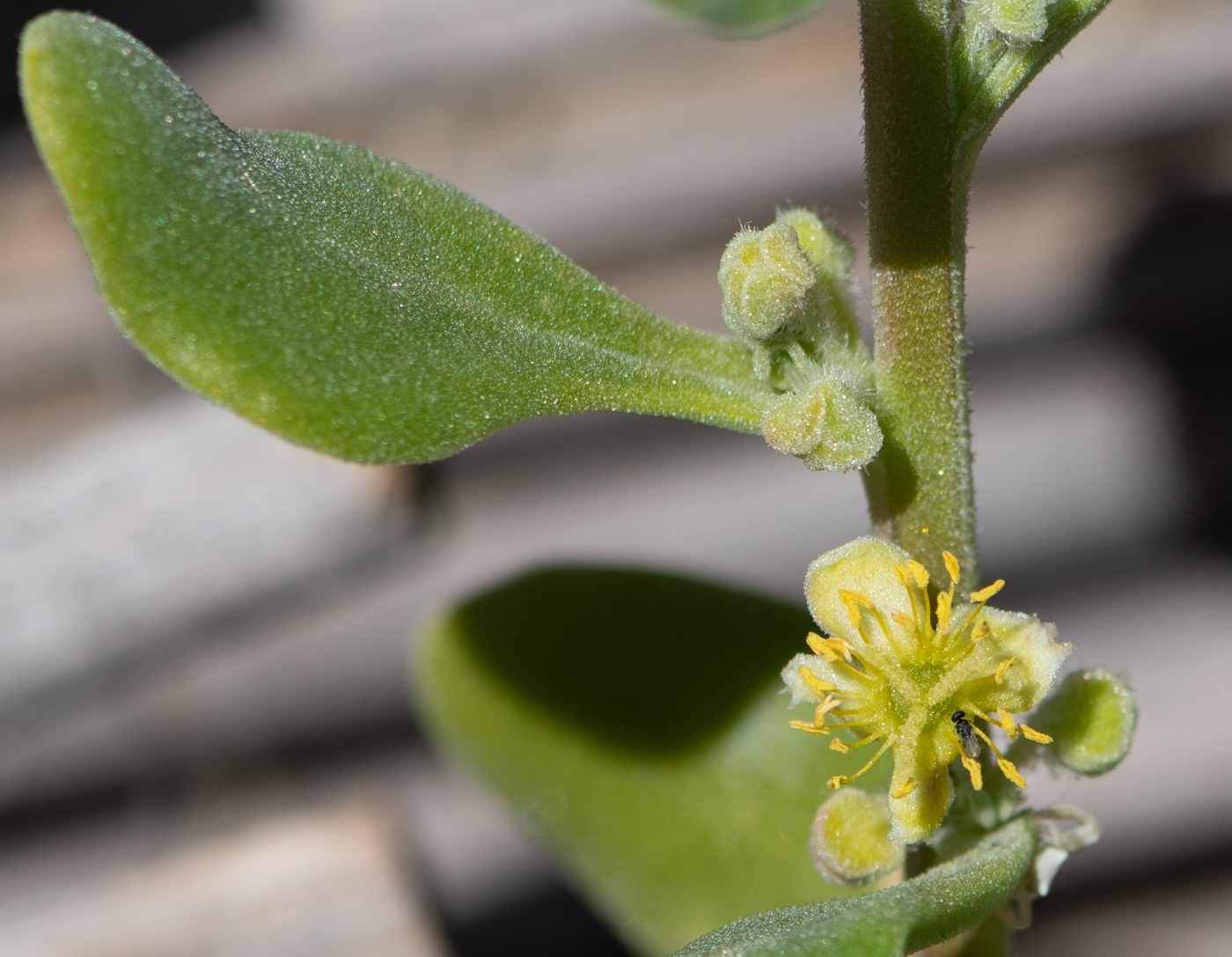 Изображение особи Tetragonia decumbens.