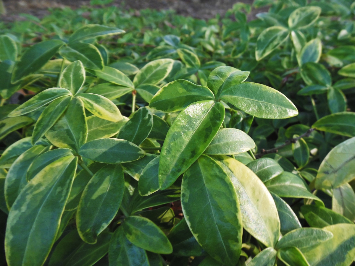 Image of Vinca minor specimen.