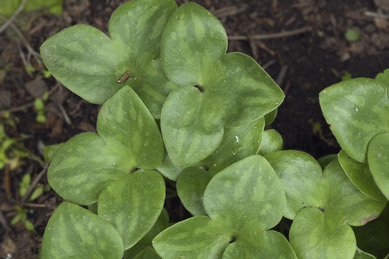 Image of Hepatica asiatica specimen.