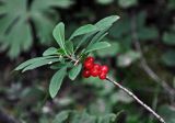 Daphne mezereum. Верхушка ветви с плодами. Челябинская обл., Златоустовский гор. округ, хребет Большой Таганай, Двуглавая сопка, ≈ 800 м н.у.м., смешанный лес. 06.08.2019.