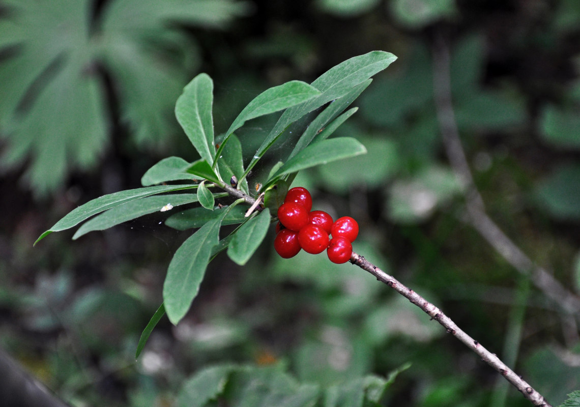 Изображение особи Daphne mezereum.