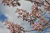 Paulownia tomentosa