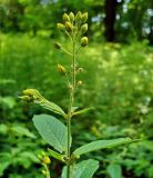 Lysimachia vulgaris. Соцветие с раскрывающимися бутонами. Чувашия, г. Шумерля, городской парк. 16 июля 2008 г.