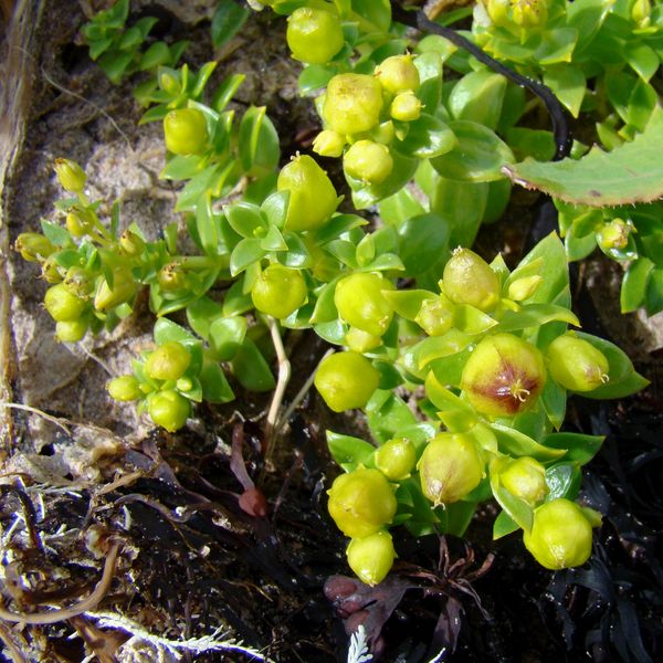 Изображение особи Honckenya peploides ssp. diffusa.