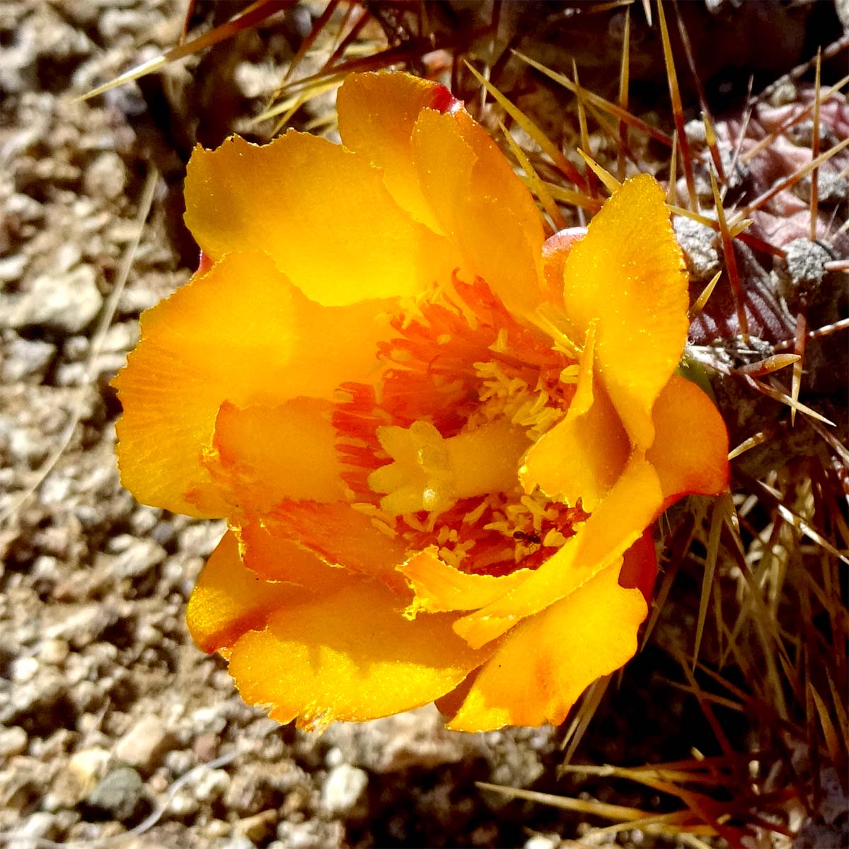 Image of Cumulopuntia sphaerica specimen.