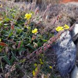 Helianthemum nummularium