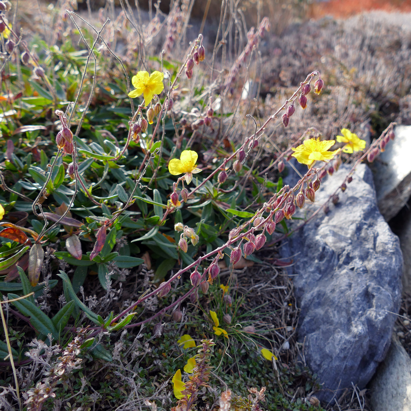 Изображение особи Helianthemum nummularium.