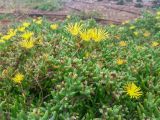 familia Aizoaceae. Верхушки цветущих и плодоносящих побегов. Израиль, г. Герцлия. 06.05.2018.
