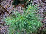 Pinus sibirica