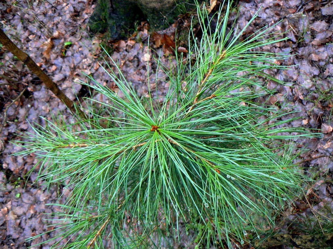 Изображение особи Pinus sibirica.