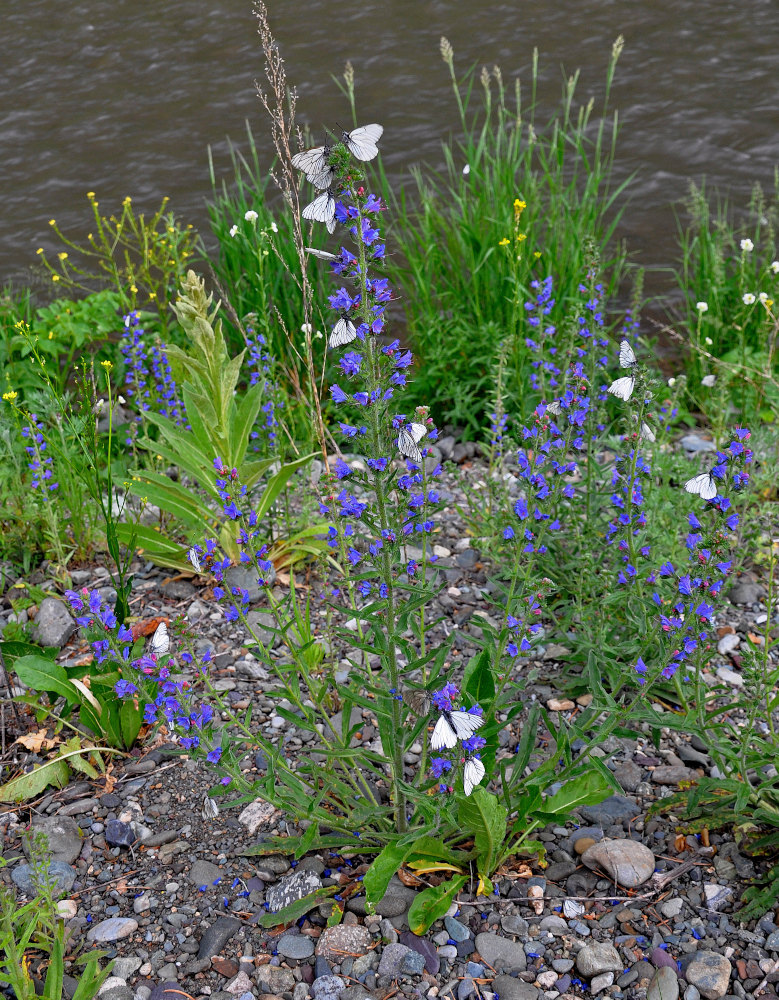 Изображение особи Echium vulgare.