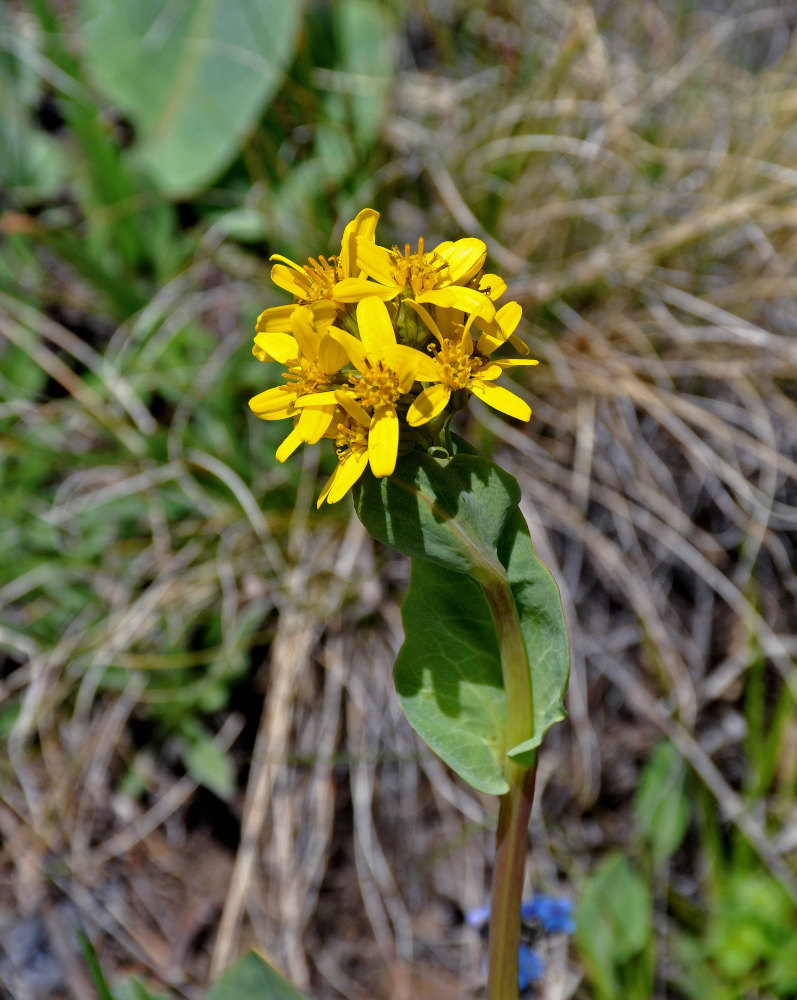 Image of Ligularia altaica specimen.