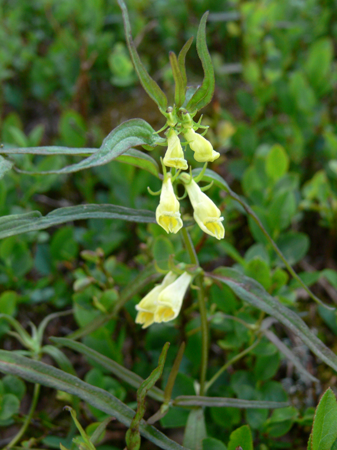 Image of Melampyrum pratense specimen.