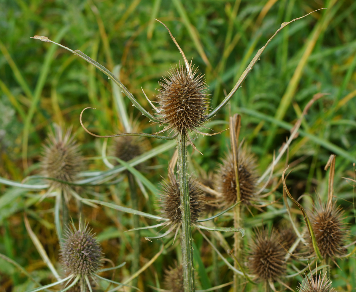 Изображение особи Dipsacus fullonum.