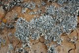 Xanthoparmelia vagans. Талломы на почве. Алтай, Кош-Агачский р-н, долина р. Чаган-Узун, ≈ 1700 м н.у.м., горная полупустыня. 13.06.2019.