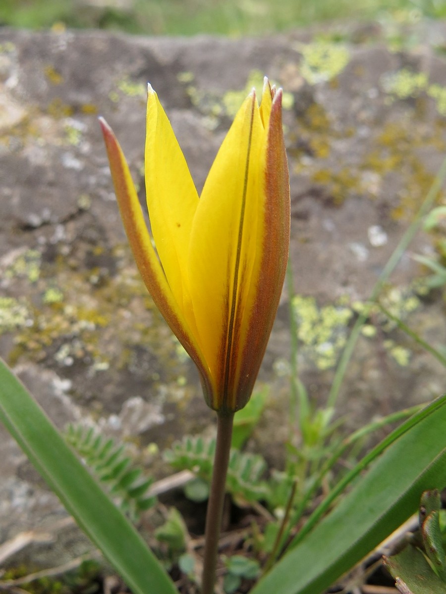 Image of Tulipa dasystemon specimen.