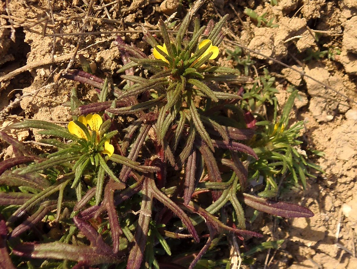 Image of Ajuga chia specimen.