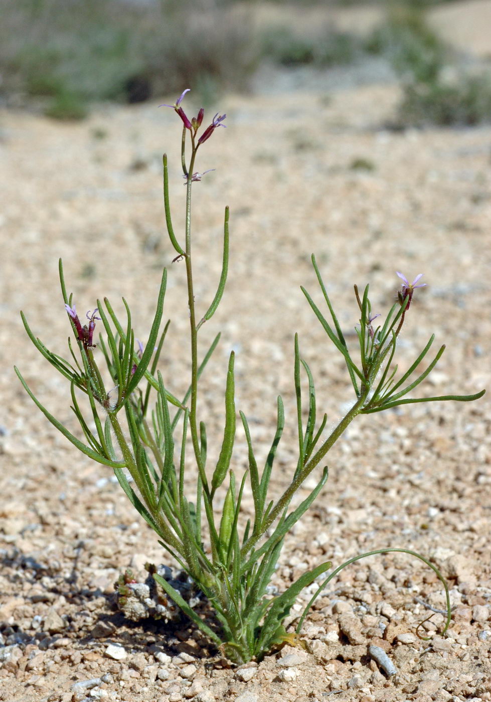 Изображение особи Diptychocarpus strictus.