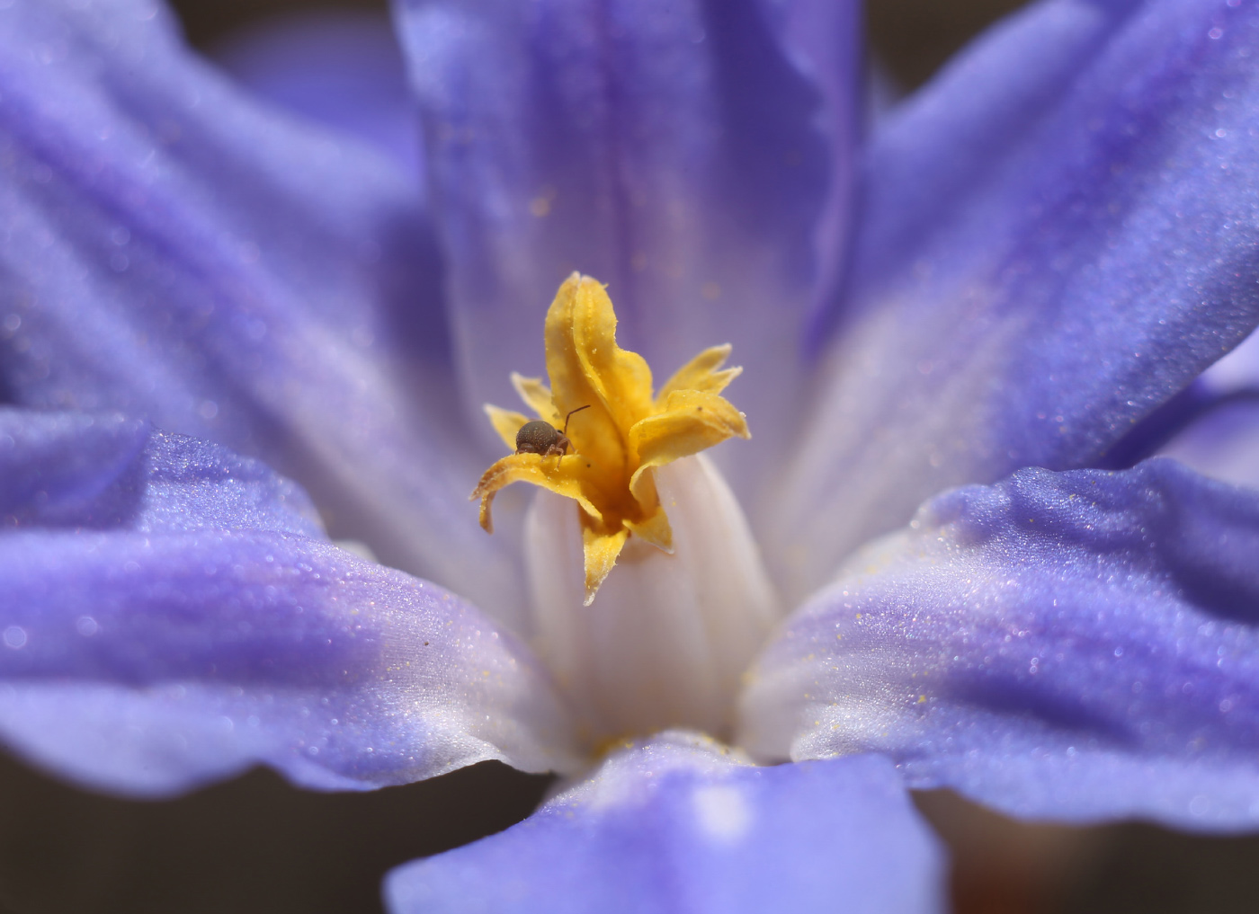 Изображение особи Chionodoxa luciliae.