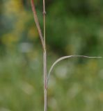 genus Bromus