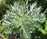 Artemisia sericea