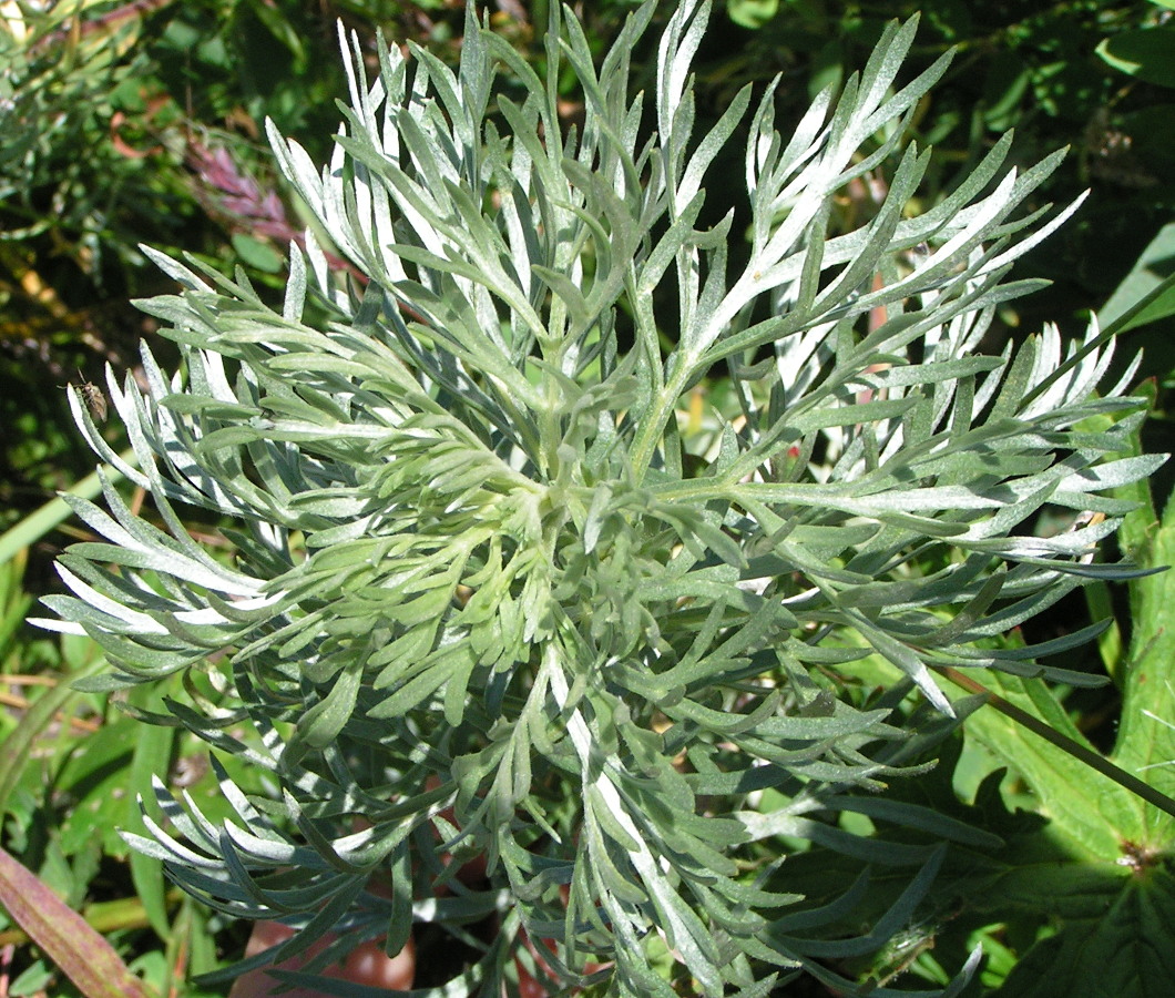 Image of Artemisia sericea specimen.