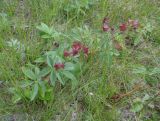 Comarum palustre