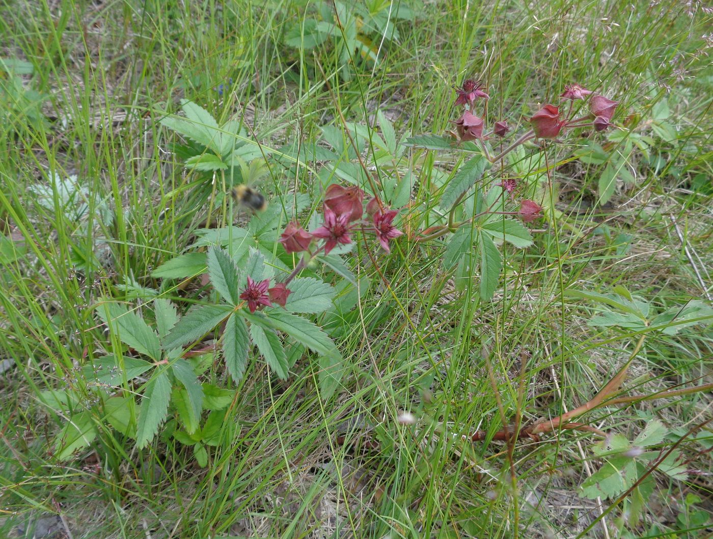 Image of Comarum palustre specimen.