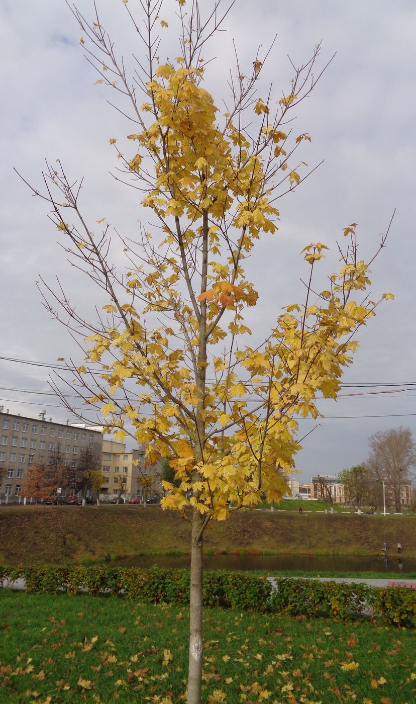 Image of Acer platanoides specimen.