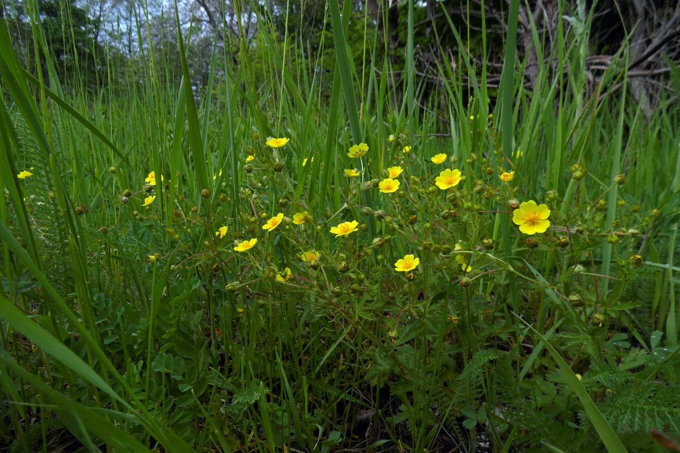 Изображение особи Potentilla caucasica.