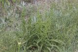 genus Rumex. Зацветающее растение. Крым, Бахчисарайский р-н, окр. с. Дачное, фруктовый сад. 12.05.2020.