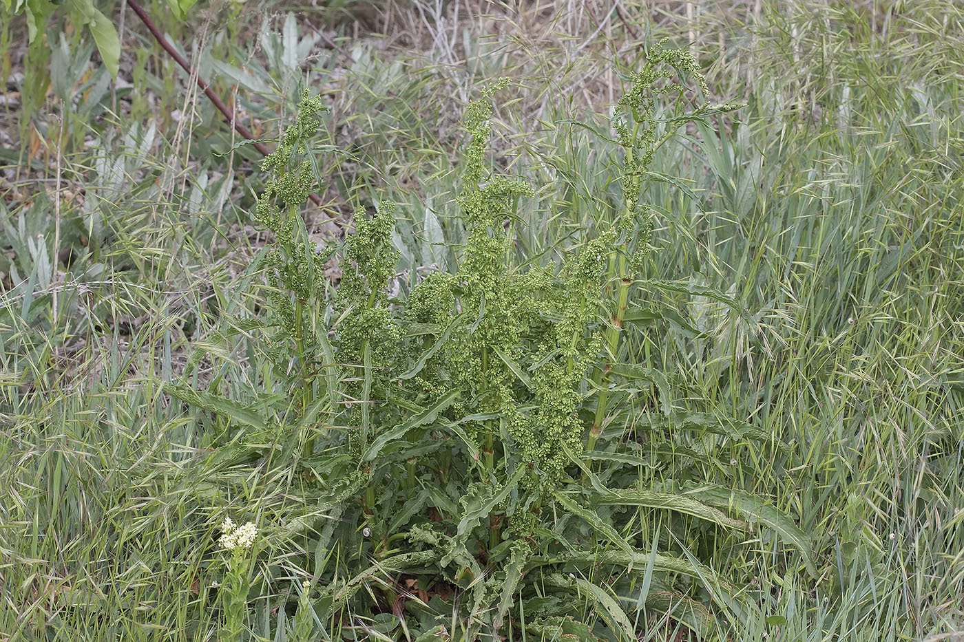 Image of genus Rumex specimen.